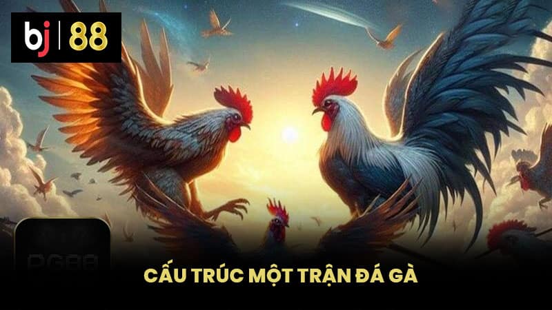 Cấu trúc một trận đá gà