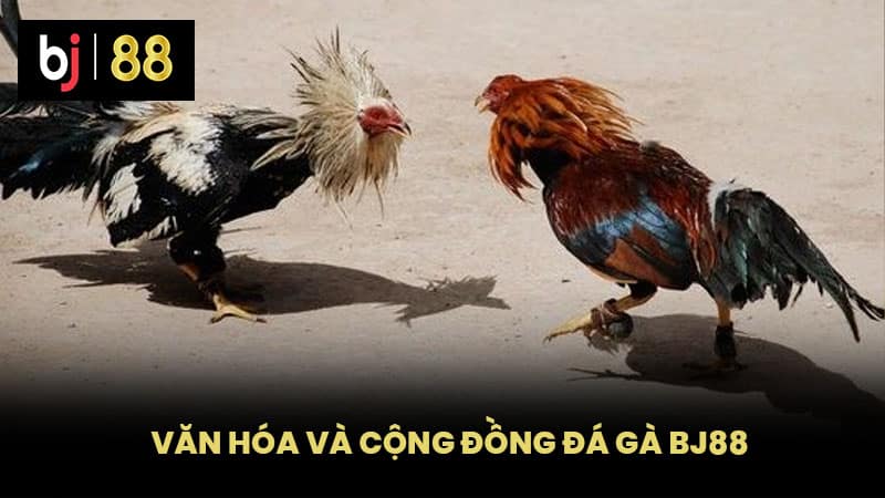 Văn hóa và cộng đồng đá gà BJ88